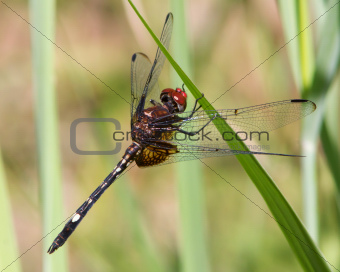 Checkered Setwing Dragonfly