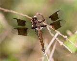 Female Common Whitetail Dragonfly