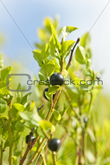 Wild blueberries macro