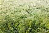 wheat field in the wind