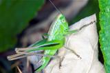 grasshopper on a dry leaf