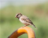 House sparrow perched on a chair