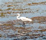 Little egret wading in shallow water