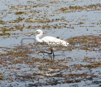 Little egret wading in shallow water