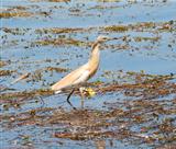 Squacco heron standing in shallow water