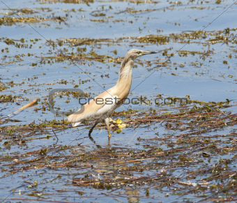Squacco heron standing in shallow water