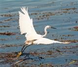 Little egret flying over reeds