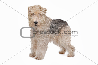 Wirehaired fox terrier