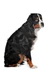 mixed breed dog Bernese Mountain Dog