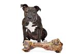 American Staffordshire terrier with a big bone