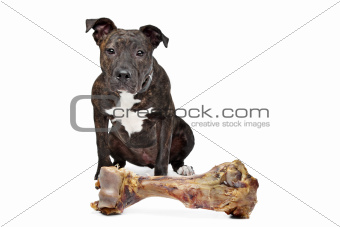 American Staffordshire terrier with a big bone