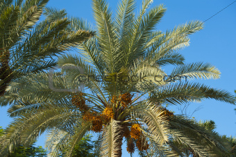 Top of a date palm tree
