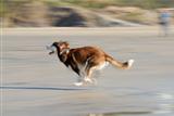 Husky Dog Running Fast on Beach.