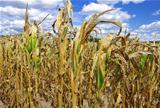 Drought Damaged Cornfield