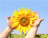 Sunflower in hands 