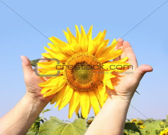 Sunflower in hands 