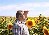 Elderly farmer and sunflowers