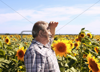 Elderly farmer and sunflowers