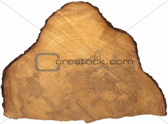 Section of Tree Trunk Isolated
