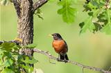 Robin Perched on a Branch