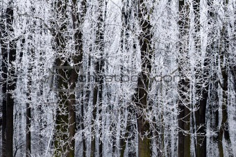frosted trees in winter