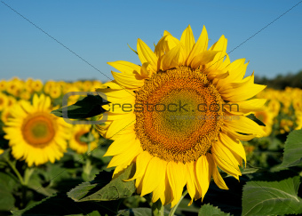 Sunny flower.