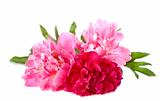 Three peonies on a white background