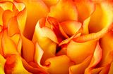 Orange rose petals texture background