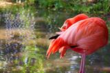 Flamingo Preening