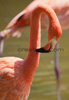 Flamingo Preening