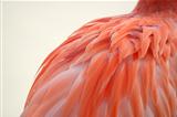 Flamingo's Feathered Back