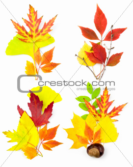 Composition Set of Different Autumn Leaves / isolated 