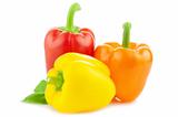 Colored Fresh Peppers isolated 