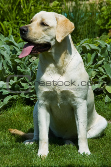 dog in a meadow