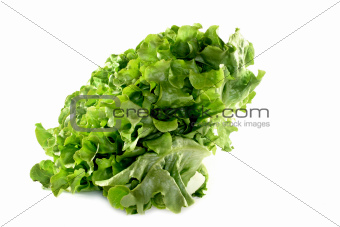 oak leaf lettuce