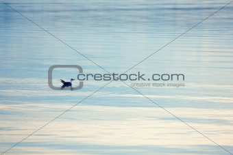 Gull on of lake