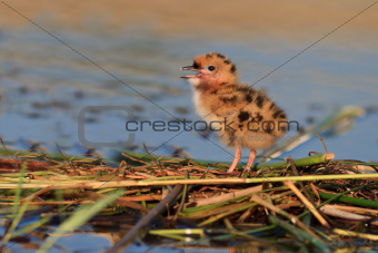 common tern chick on lake