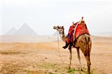 a camel and the pyramids of giza