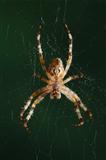 The European garden spider (Araneus diadematus, cross spider)