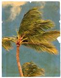Old torn page featuring palm trees. Isolated