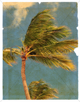 Old torn page featuring palm trees. Isolated