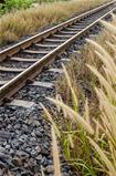 Foxtail weed and railway in the nature