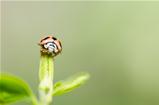 ladybug macro in the green nature