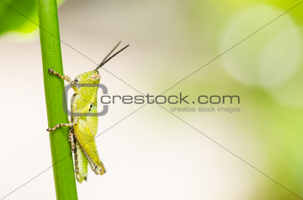 grasshopper macro in green nature