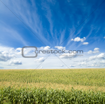 green maize field under blue sky and clouds