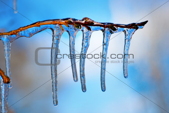 branch with icicles