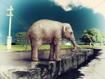 elephant on the road