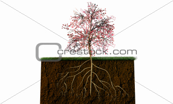 tree on a soil section 