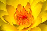 Beautiful yellow water lily close-up