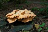 mushrooms on dead tree trunk